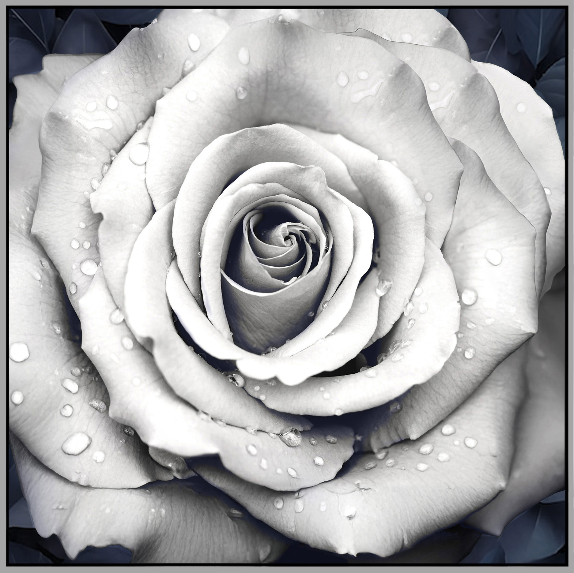 White Rose