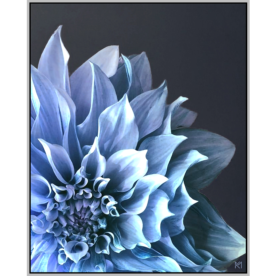 Dahlia 2