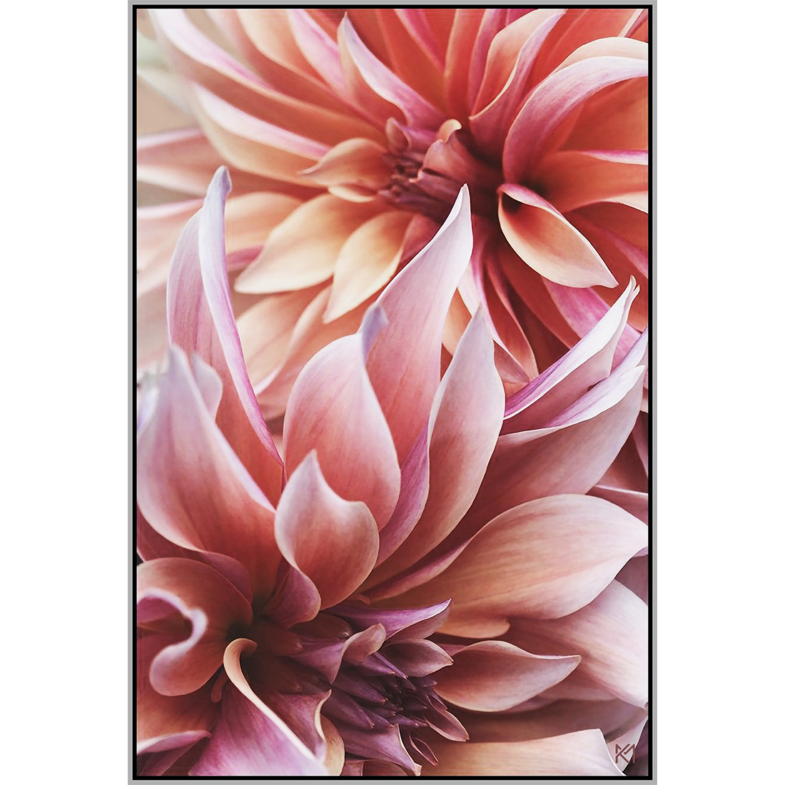 Dahlia 3